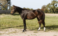 Vente de cheval : Loupa�s de Valette